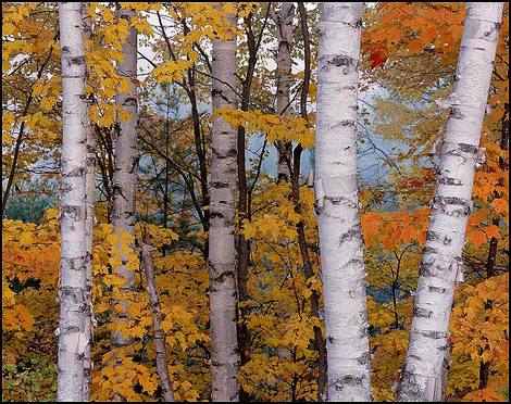 paper birch forest